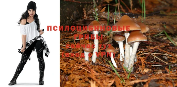 индика Алзамай